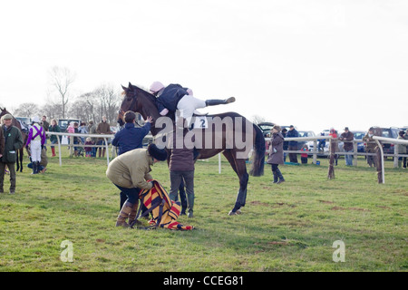 Un cavallo purosangue di Equus ferus caballus nell'anello di raccolta presso l Heythrop caccia da punto a punto Foto Stock