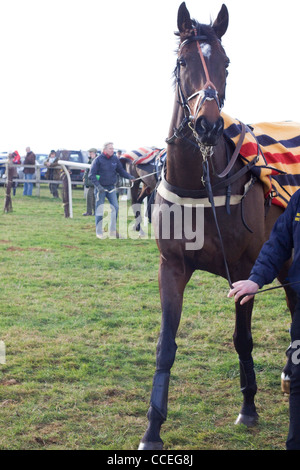 Un cavallo purosangue di Equus ferus caballus nell'anello di raccolta presso l Heythrop caccia da punto a punto Foto Stock