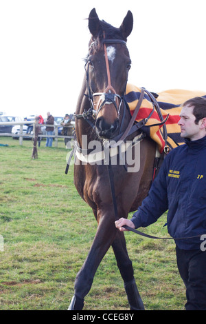 Un cavallo purosangue di Equus ferus caballus nell'anello di raccolta presso l Heythrop caccia da punto a punto Foto Stock