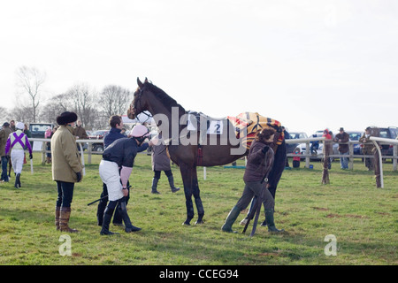 Un cavallo purosangue di Equus ferus caballus nell'anello di raccolta presso l Heythrop caccia da punto a punto Foto Stock