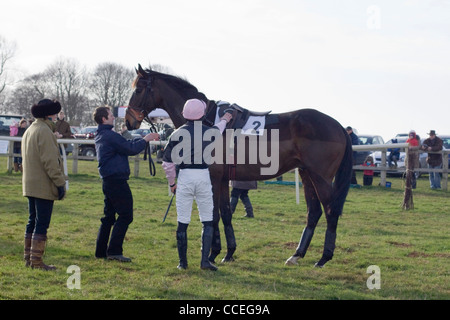 Un cavallo purosangue di Equus ferus caballus nell'anello di raccolta presso l Heythrop caccia da punto a punto Foto Stock