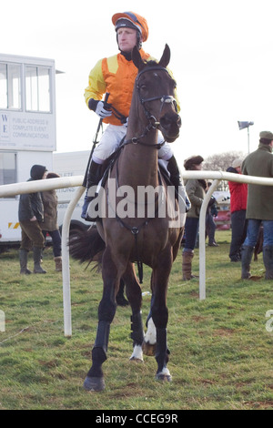 Un cavallo purosangue di Equus ferus caballus nell'anello di raccolta presso l Heythrop caccia da punto a punto Foto Stock