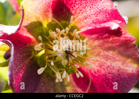 Fiore di colore rosso veratro quaresimale o Helleborus orientalis in fiore nel sole primaverile Foto Stock