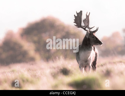 Maggese stag (dama dama). Foto Stock