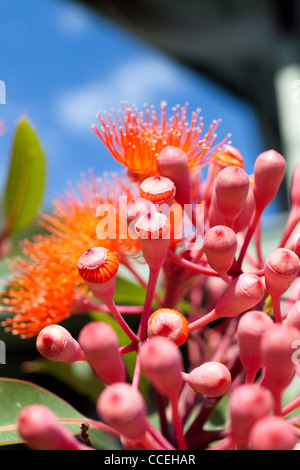 Struttura di gomma gomma di fioritura di albero in Australia nome botanico : Corymbia ficifolia nativo di Western Australia e Sud Australiano. Foto Stock