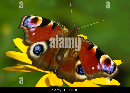 Farfalla pavone o di Inachis io o Vanessa io al sole su giallo fiori estivi Foto Stock