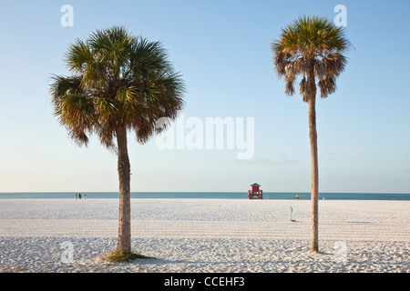 Palme sulla famosa polvere bianca sabbia Siesta Key beach, Sarasota Florida Foto Stock