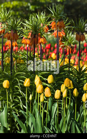 Tulipani gialli e arancioni corone imperiale in primavera nel giardino Foto Stock