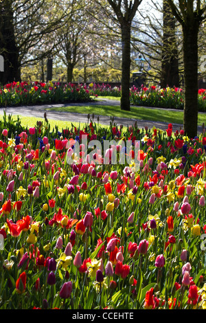 Molla colorato giardino con tulipani e narcisi in mattina presto in aprile - immagine verticale Foto Stock