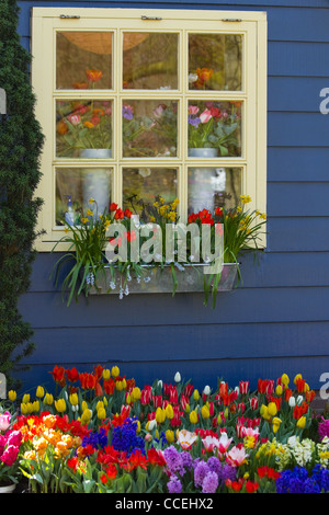 Finestra nella parete blu con colorati tulipani giacinti e narcisi in primavera Foto Stock