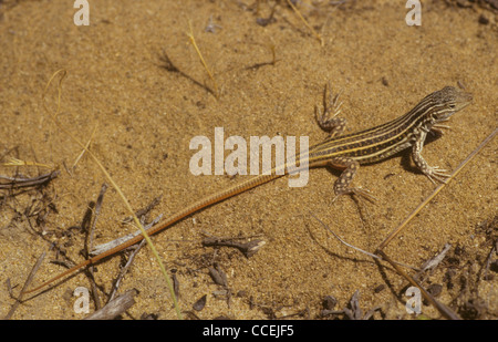 I capretti Spiny-Footed Lizard Acanthodactylus erythrurus nelle dune di sabbia. Spagna Foto Stock