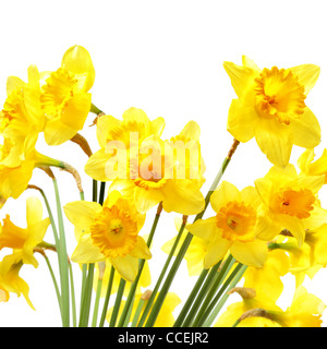 Yellow Daffodils isolato su sfondo bianco Foto Stock