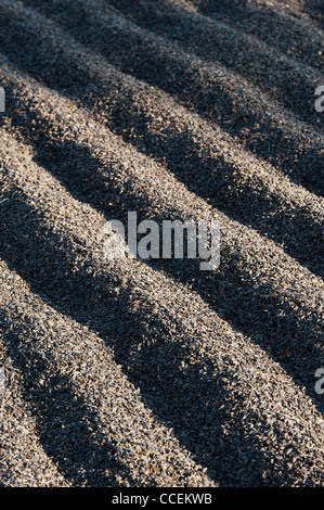 Raccolte di semi di girasole di essiccazione al sole su un paese Indiano road. Andhra Pradesh, India Foto Stock