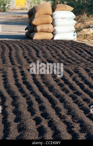 Raccolte di semi di girasole di essiccazione al sole su un paese Indiano road. Andhra Pradesh, India Foto Stock