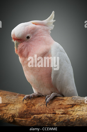 Grandi mitchell cockatoo Foto Stock