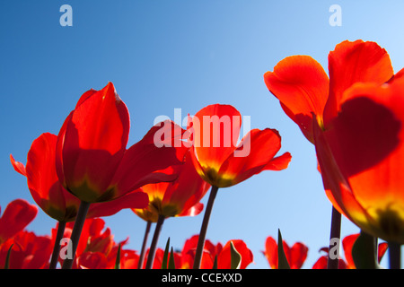 Rosso campo di tulipani in Olanda Foto Stock