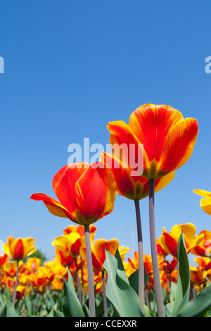 Rosso Giallo campo di tulipani in Olanda Foto Stock