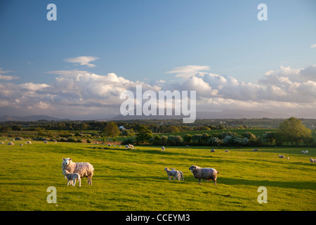 Pecore al pascolo sotto Nephin Mountain, nella contea di Sligo, Irlanda. Foto Stock