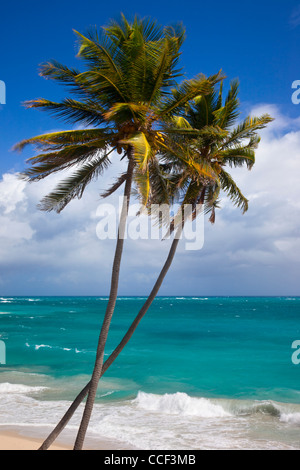 Le palme a fondo Bay sulla costa sud-est di Barbados, West Indies Foto Stock