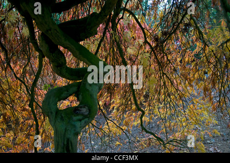 Twisted tronco di albero a Westonbirt Arboretumn REGNO UNITO Foto Stock