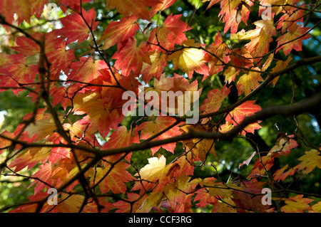 Foglie di acero Foto Stock