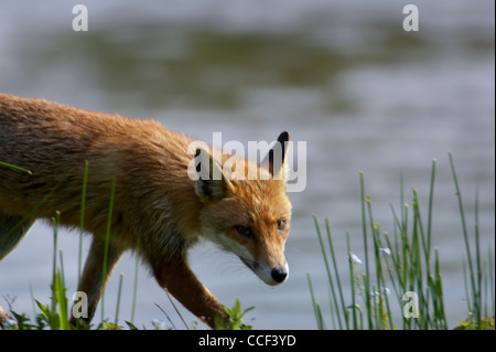 La Volpe rossa Vulpes vulpes adulto passeggiate sul lago di bank. Foto Stock