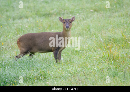 Reeve's Muntjac, Muntiacus reevesi, femmina adulta in piedi in campo. Foto Stock