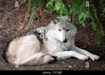 Legname canadese lupo sdraiato sotto agli alberi Foto Stock
