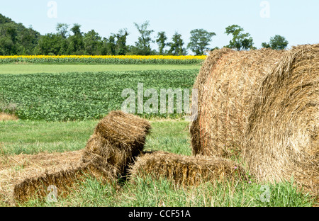 Circolare e rettangolare balle di fieno in erboso, sunny campi di fattoria nel New Jersey settentrionale della contea di Hunterdon. Foto Stock