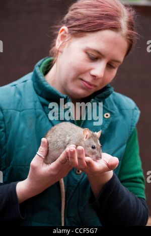 Lo Zoo di Londra. Il personale del gestore dell'animale introducendo un tame marrone (Ratto Rattus norvegicus), ai visitatori. Foto Stock