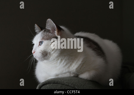 Un bellissimo gatto bianco con gli occhi blu e macchie marroni. Foto Stock