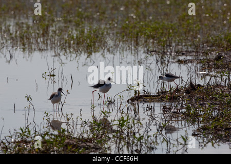 Black-winged palafitte (Himantopus himantopus). L'alimentazione lungo la linea del litorale. Il lago di Awasa. Etiopia. Foto Stock
