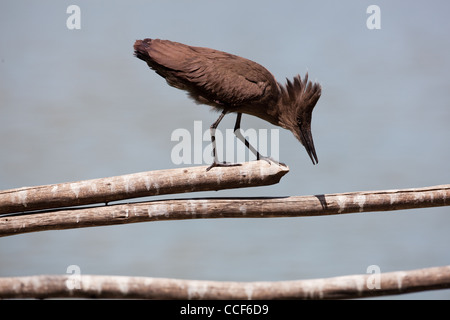 Hamerkop (Scopus umbretta). Il Crest ha sollevato. 'Look prima di salto". Il lago Ziway. Etiopia. Ampiamente distribuiti in tutta l'Africa. Foto Stock