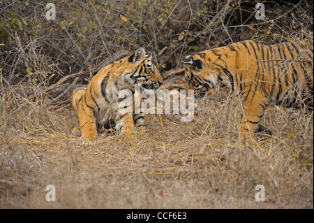 Un giovane cucciolo di tigre con un cervo kill di mangiare nel Parco nazionale di Ranthambore Foto Stock