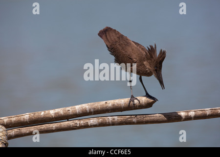 Hamerkop (Scopus umbretta). Nota parzialmente palmati piedi. Il lago Ziway. Etiopia. Ampiamente distribuiti in tutta l'Africa. Foto Stock