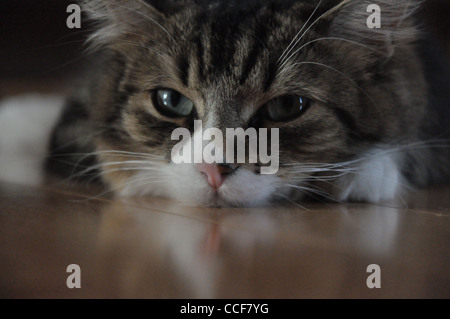 Cat rilassante sul pavimento Foto Stock