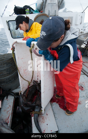 Merluzzo nero (Sablefish) pesca, Sitka, Alaska Foto Stock