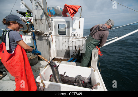 Merluzzo nero (Sablefish) pesca, Sitka, Alaska Foto Stock