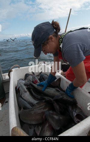 Merluzzo nero (Sablefish) pesca, Sitka, Alaska Foto Stock