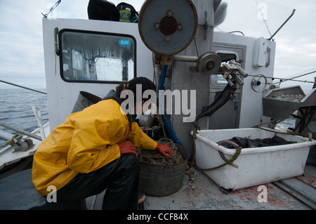 Merluzzo nero (Sablefish) pesca, Sitka, Alaska Foto Stock