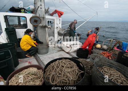 Merluzzo nero (Sablefish) pesca, Sitka, Alaska Foto Stock