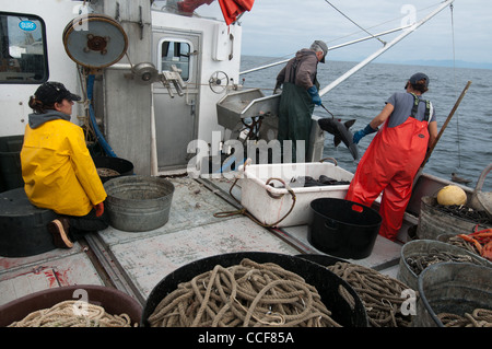 Merluzzo nero (Sablefish) pesca, Sitka, Alaska Foto Stock