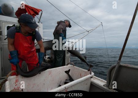 Merluzzo nero (Sablefish) pesca, Sitka, Alaska Foto Stock