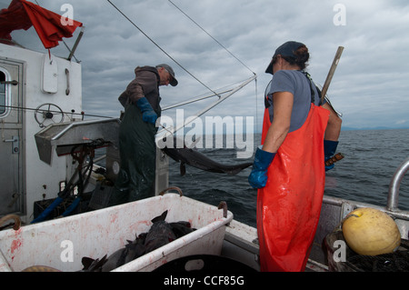 Merluzzo nero (Sablefish) pesca, Sitka, Alaska Foto Stock