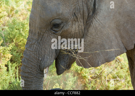 Africa Kenya Samburu Reserve-Elephant nazionali di alimentazione. Close up (Loxodonta africana) Foto Stock