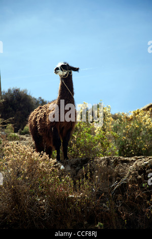 La Isla del Sol, il luogo di nascita di Incas, sul lato boliviana del lago Titicaca. Foto Stock