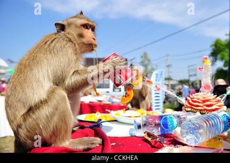 Nov. 28, 2010 - Lopburi, Thailandia - Una scimmia beve una lattina di soda durante l annuale 'Monkey buffet festival' presso il Phra Prang Sam Yod (tre creste Phra Prang) in Lopburi provincia. Il festival si tiene ogni anno l'ultima domenica di novembre per promuovere il turismo. (Credito Immagine: © Natthawat Wongra Foto Stock