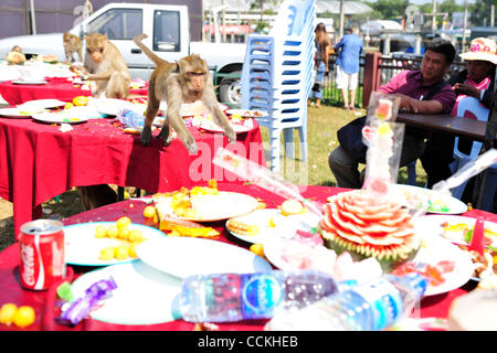 Nov. 28, 2010 - Lopburi, Thailandia - Una scimmia di salti attraverso una tabella durante l'annuale 'Monkey buffet festival' presso il Phra Prang Sam Yod (tre creste Phra Prang) in Lopburi provincia. Il festival si tiene ogni anno l'ultima domenica di novembre per promuovere il turismo. (Credito Immagine: © Natthawat Wongra Foto Stock