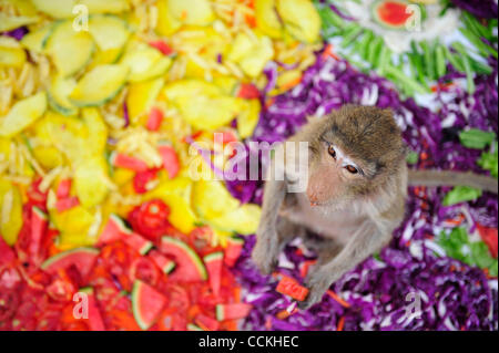 Nov. 28, 2010 - Lopburi, Thailandia - Una scimmia mangia un cocomero durante l annuale 'Monkey buffet festival' presso il Phra Prang Sam Yod (tre creste Phra Prang) in Lopburi provincia. Il festival si tiene ogni anno l'ultima domenica di novembre per promuovere il turismo. (Credito Immagine: © Natthawat Wongrat/Z Foto Stock