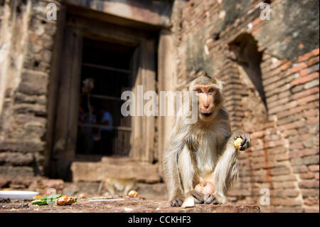 Nov. 28, 2010 - Lopburi, Thailandia - Una scimmia si siede di fronte al Phra Prang Sam Yod (tre creste Phra Prang) durante l annuale 'Monkey buffet festival' in Lopburi provincia. Il festival si tiene ogni anno l'ultima domenica di novembre per promuovere il turismo. (Credito Immagine: © Natthawat Wongrat/ZUMAP Foto Stock